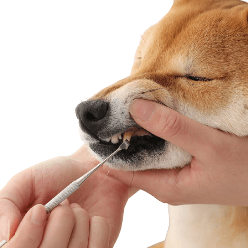 best dog toothpaste
