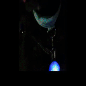 LED DOG COLLAR - Womenwares.com