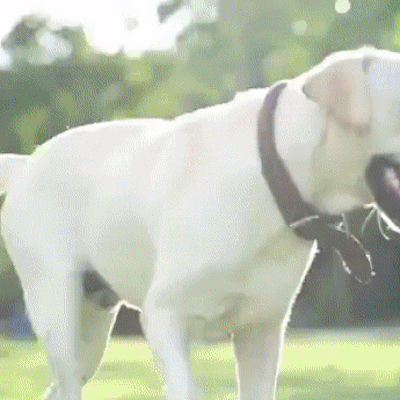 Pet Dog Water Bottle - Womenwares.com