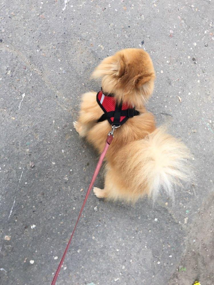 Breathable Small Dog Pet Harness and Leash Set - Womenwares.com